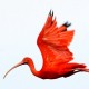 James Hurst’s “The Scarlet Ibis”